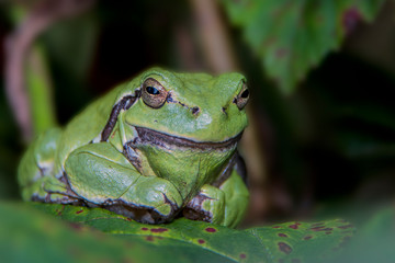 Green tree frog