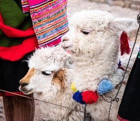 little white lamas with colorful decorations in Sacsayhuaman