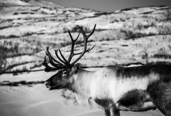 reindeer in polar circle