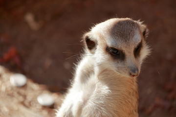 ミーアキャット