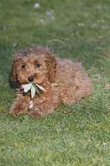cockapoo chewing stick