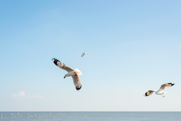 Flocks of seagulls float in the sea.