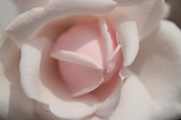 Closeup of rose