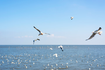 Flocks of seagulls float in the sea.