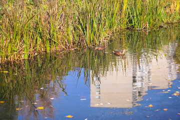 Beautiful autumn landscape in a beautiful park. Seasonal background for your design. Stock photo