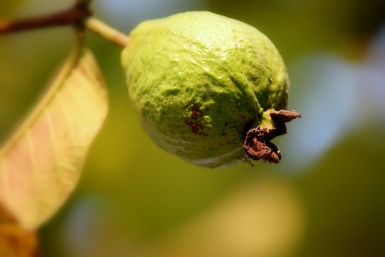 Guava friut. Small Guava friut wild on tree on nature background