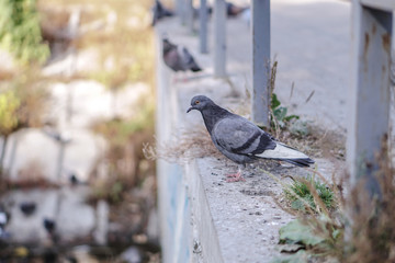 Flock of pigeons in nature in a city park eating fodder. Wild birds are walking. Stock photo