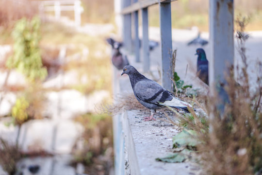 Flock of pigeons in nature in a city park eating fodder. Wild birds are walking. Stock photo