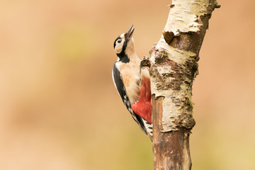 Great spotted woodpecker (Dendrocopos major) foraging and drilling for food, Scottish borders,  scotland, United Kingdom