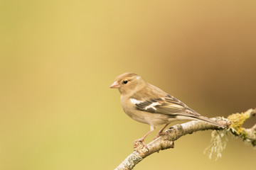 Common chaffinch (Fringilla coelebs) perched on branch whilst foraging, Central scotland, United Kingdom