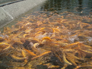 a school of yellow fish and trout feed