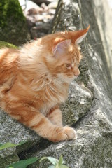 Maine Coon