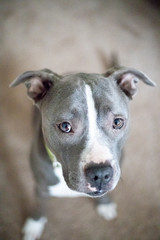 Blue Nose Pitbull
