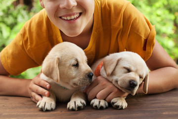 Happy teenager boy posing with his cute labrador puppies