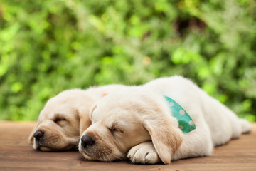 Labrador puppies lying side by side, sleeping on wooden deck