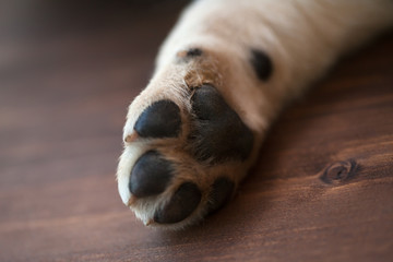 Labrador puppy dog paw - close up - obrazy, fototapety, plakaty