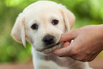 Cute labrador puppy dog chewing on owners finger - close up © Ilike