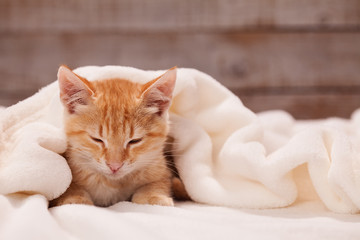 Sleepy orange kitten lying nested under white blanket