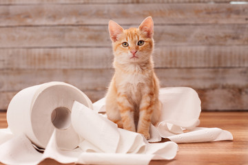 Cute orange tabby kitten sitting on the remains of toilet paper roll