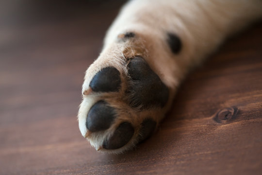 Labrador puppy dog paw - close up