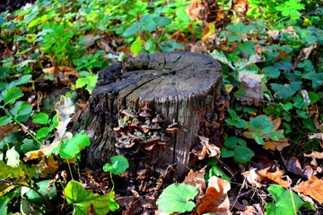 Polypores are a group of fungi that form fruiting bodies with pores or tubes on the underside