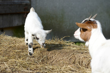 white goat kid standing in front of shed