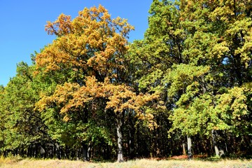 Fototapeta premium Oaks on the edge of the forest