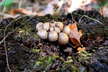 Inedible mushrooms on the stump