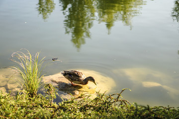 Ducks in the river over. Wildlife and hunting. Birds in the reserve. Stock photos