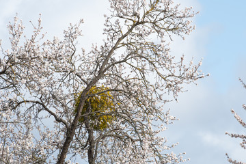 Une touffe arrondie, boules de gui sur un arbre fruitier