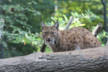 luchs