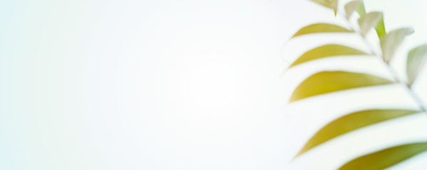 Creative layout made of colorful palm leaves with sunlight on pastel blue background. Long wide banner with minimal summer exotic tropical concept with copy space.