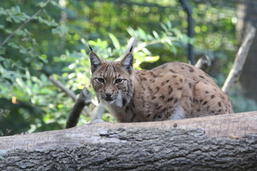 luchs
