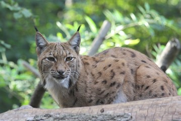 Naklejka na ściany i meble luchs