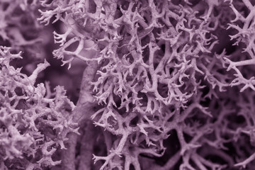 Moss green grunge texture. Mossy background. Green moss on grunge texture Toned image