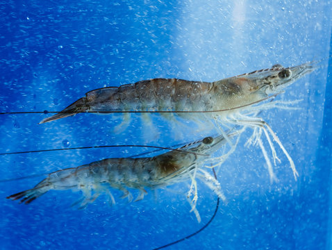 Shrimp In Water Images Browse 60 191 Stock Photos Vectors and