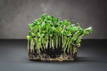 Sunflower micro greens (sprouts) on a dark background as a symbol of spring