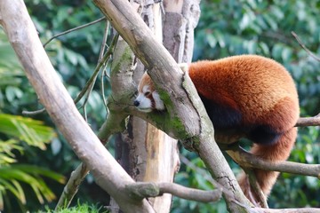 Red panda sleeping in tree