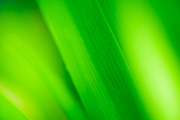 Close up beautiful view of nature green leaves on blurred greenery tree background with sunlight in public garden park. It is landscape ecology and copy space for wallpaper and backdrop.