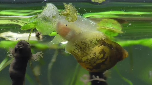 Grasfroschkaulquappe und Wasserschnecke