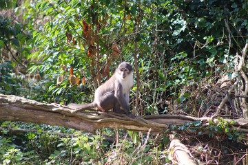 Monkey on a branch