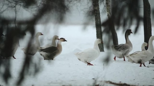 A flock of domestic geese walking outdoors in the snow In search of grass and food. Beautiful close up documentary footage of geese in forest in winter time.