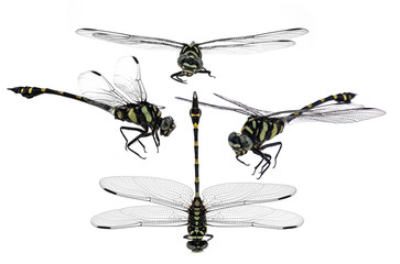 dragonfly isolate on white