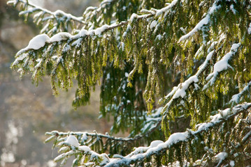 branch of a tree in winter