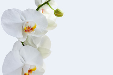 Obraz na płótnie Canvas Orchid flowers background