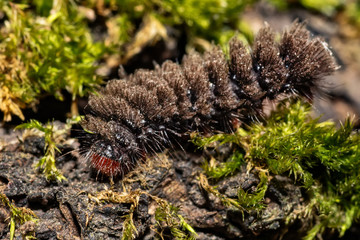 Black hairy caterpillar 