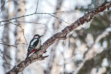 woodpecker on tree