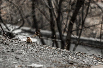 sparrow