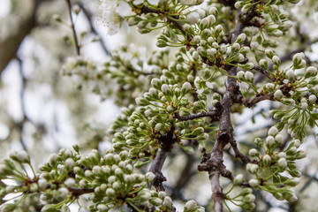 Flores de Primavera