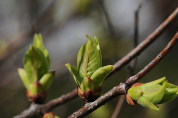 branch of tree in spring